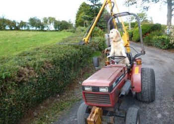 Rambo the Golden Retriever who loves driving tractors.