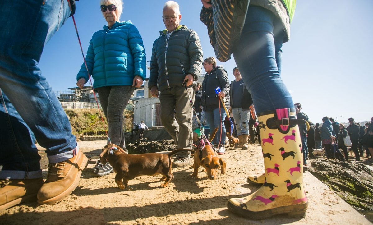 Cornwall batters sausage dog record as over 600 gather for world’s