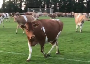 Cows invade pitch in Thrive Physiotherapy FC v Centrals Guernsey football match