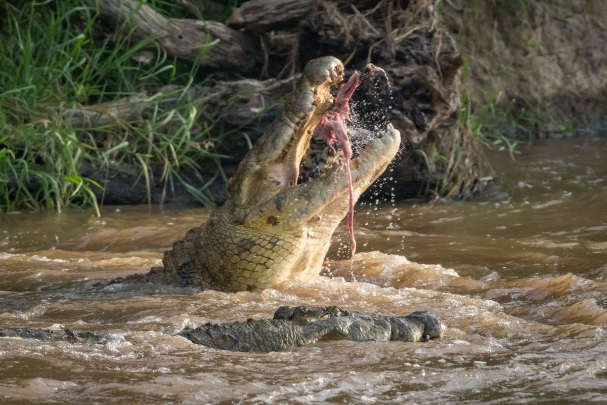 Gruesome images show huge crocodile devouring young zebra