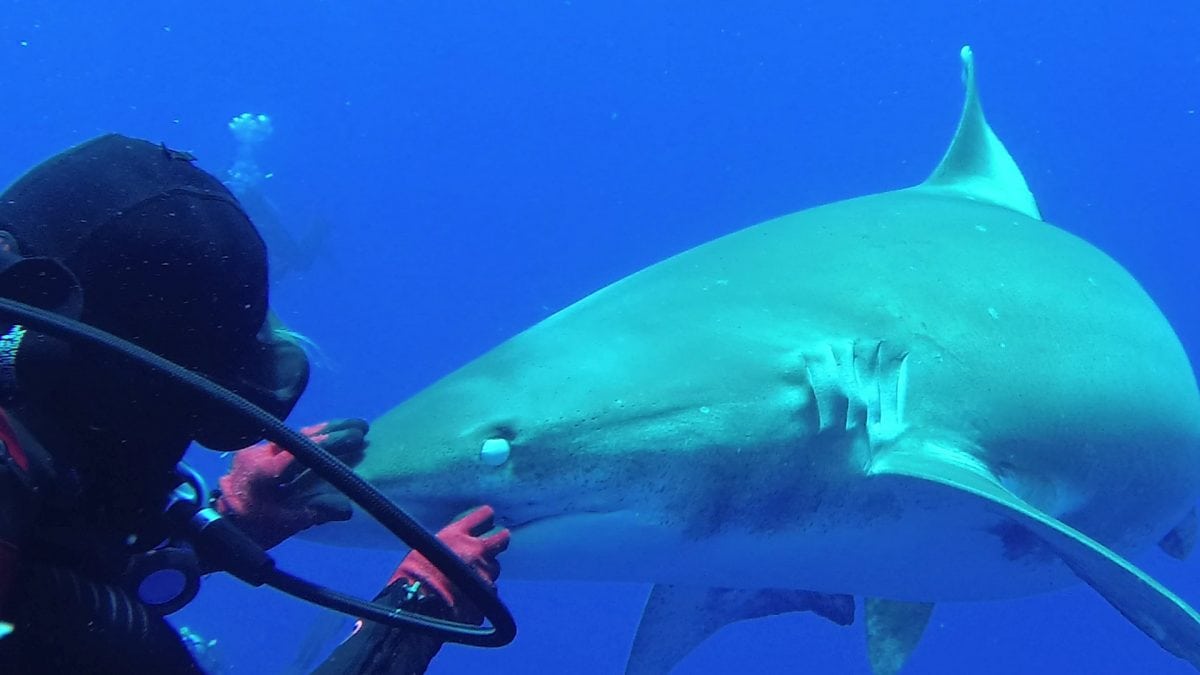 Leigh Cobb, 38, an ex-pat from Palm Beach, Florida. See Masons copy MNHOOK: This incredible slow-motion video shows the moment when a brave diver pulled a hook from the mouth of a shark. The footage, taken on a conservation trip to the Bahamas, shows diver and marine biologist Leigh Cobb bait the oceanic white tip shark with a fish - before placing her left hand on the animal's nose and pulling out the hook with her right hand. The fearless diver - Leigh Cobb, 38, from Palm Beach, Florida - said that by placing her hand on the shark's nose it was momentarily hypnotised because all of a shark's senses are at the front of its face.