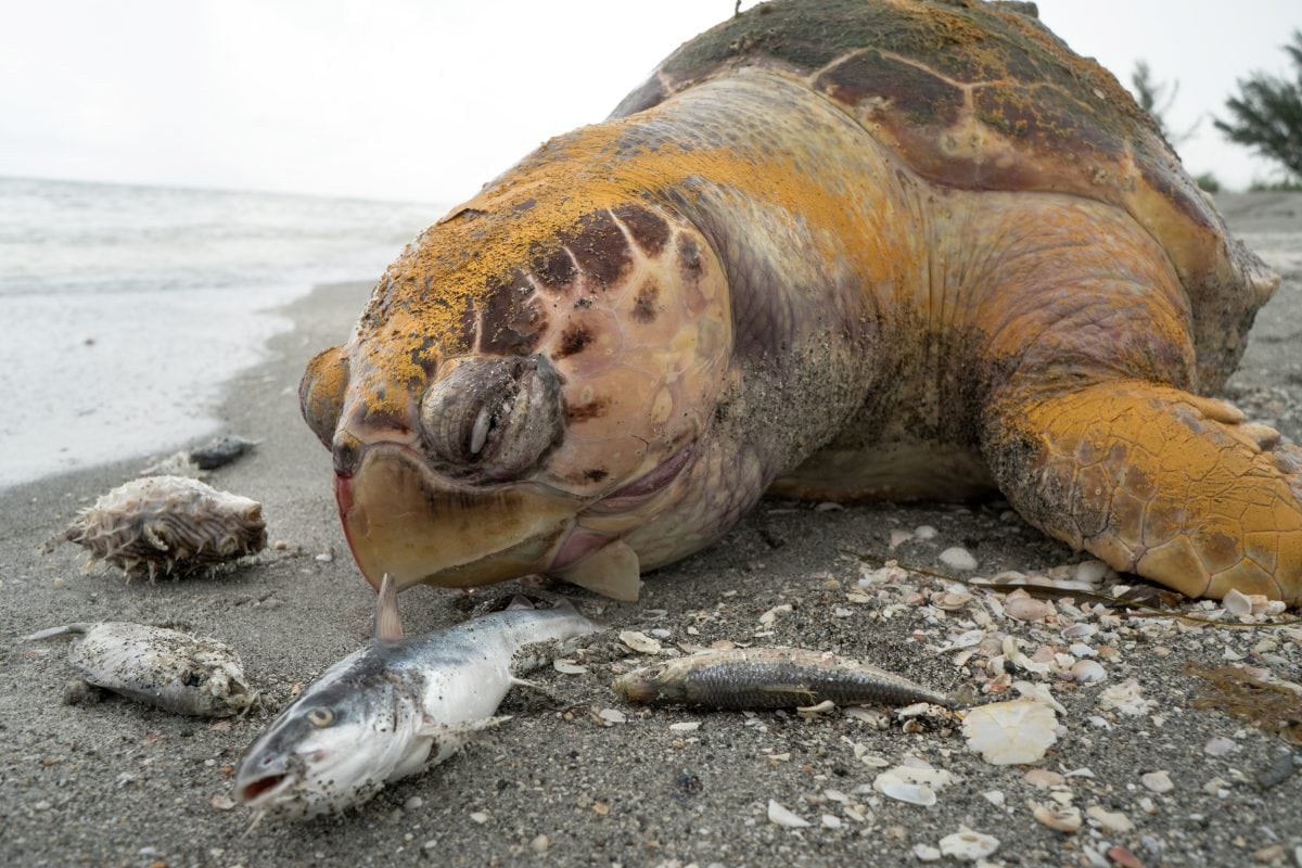 Shocking images show corpses of sea turtles, dolphins & manatees killed