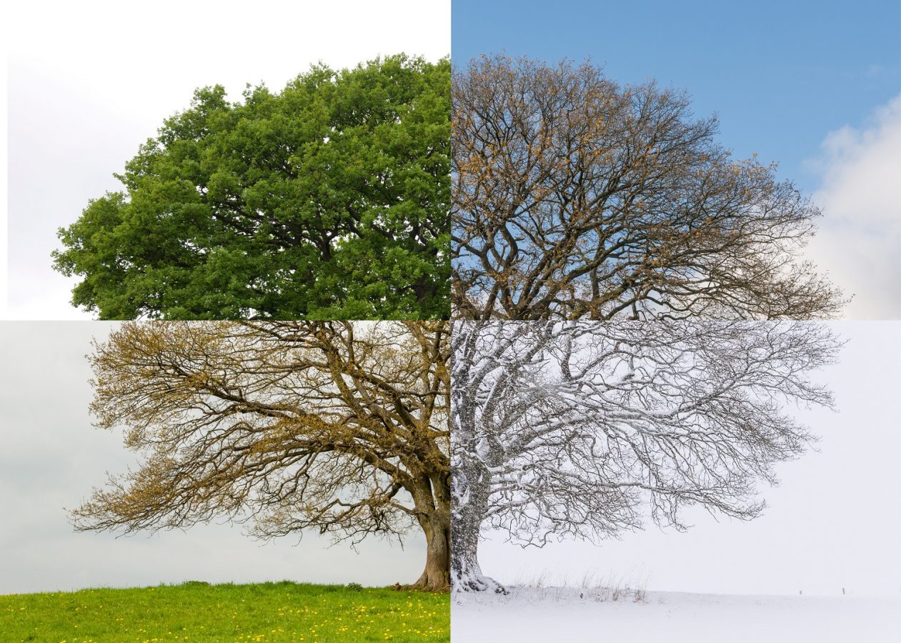 Incredible images depict a year in the life of an ancient oak tree