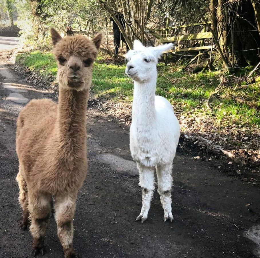 Commuter route was blocked off by police – who were chasing alpacas