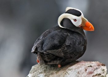 Tufted Puffin, Zapadni Cliffs, St. Paul Island, Alaska