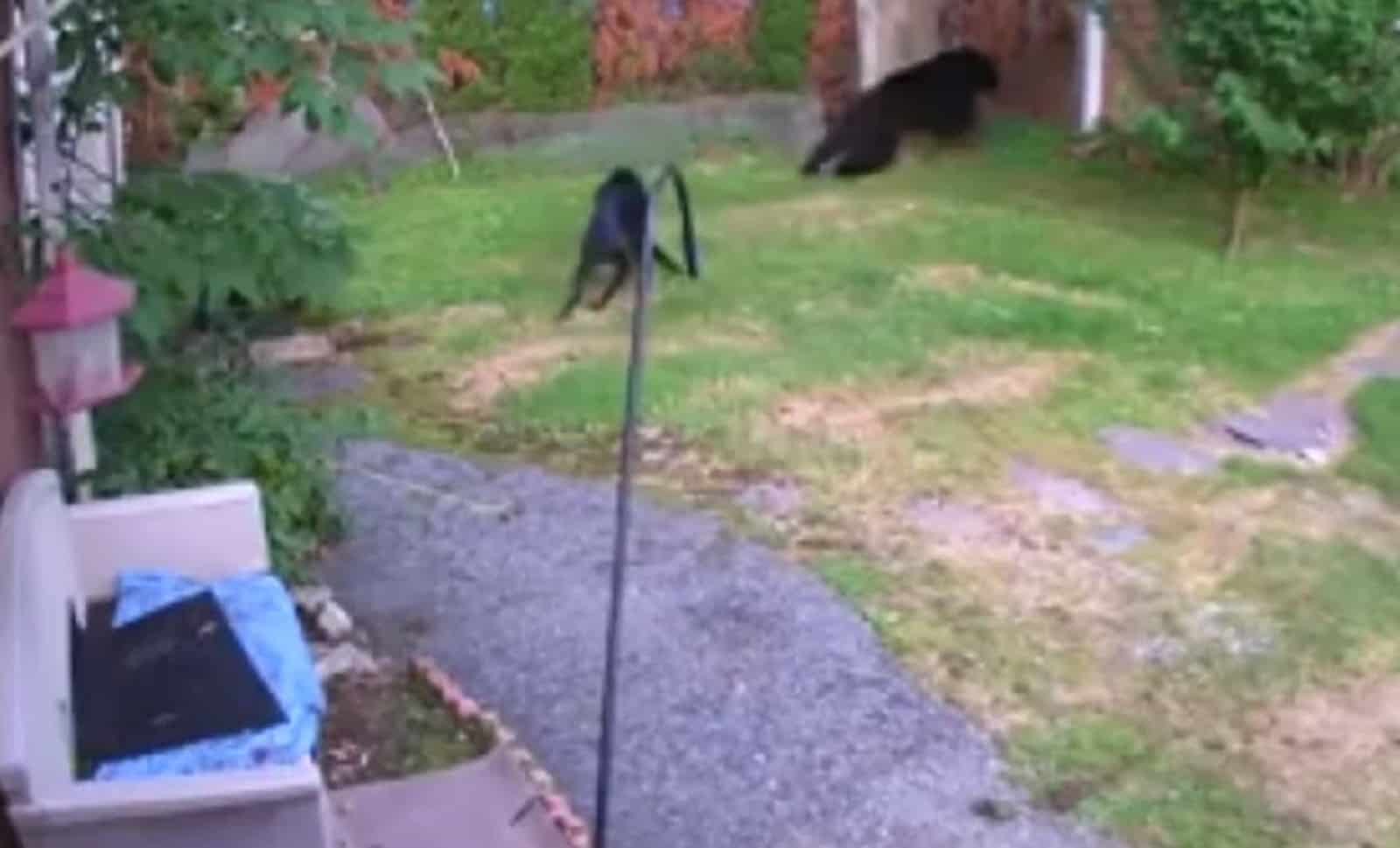 Watch: Dog chases bear away in David v Goliath battle