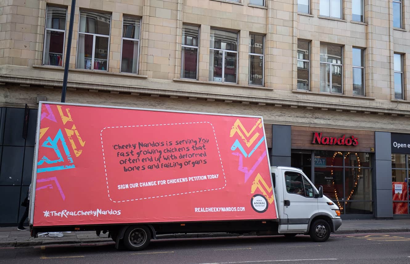 “Real Cheeky Nandos” campaign launched to highlight cruelty and suffering faced by the chickens