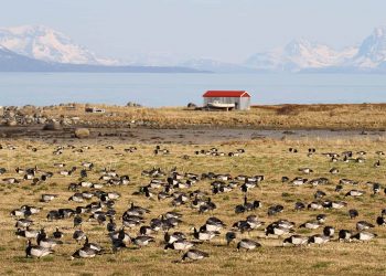 During the past 25 years a rapidly increasing proportion of barnacle geese switched to Vesterålen. See National News story NNgeese.Geese have changed their migration paths on leaving Britain due to climate change, reveals a long-term study. Researchers discovered that barnacle geese have shifted their migratory route within the last 25 years. The team concluded that individual geese have decided to change to the new route, and that other geese now learn the new habit from each other. The study, published in the journal Global Change Biology, is among the first to provide hard evidence that wild animals are inventing new traditions to cope with climate change.