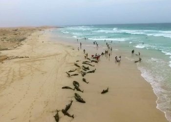 In this image made from video provided by Elton Neves and taken on Tuesday, Sept. 24, 2019, dead dolphins are seen on a beach on Boa Vista Island, Cape Verde. Authorities in the Cape Verde islands are waiting for experts from Spain to help determine why more than 100 dolphins died on a local beach.  Local media report that around 200 melon-headed dolphins were found on a beach on Boa Vista island on Tuesday. Officials, residents and tourists managed to drag some of them back out to sea, but many returned. (Elton Neves via AP)