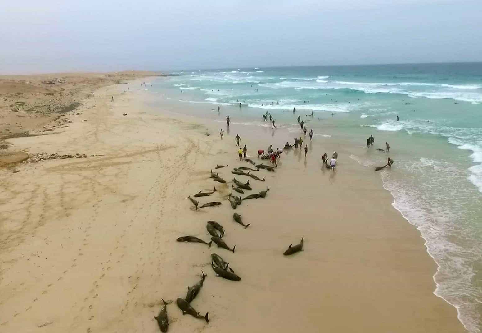 Scores of dolphins die on island beach off west Africa