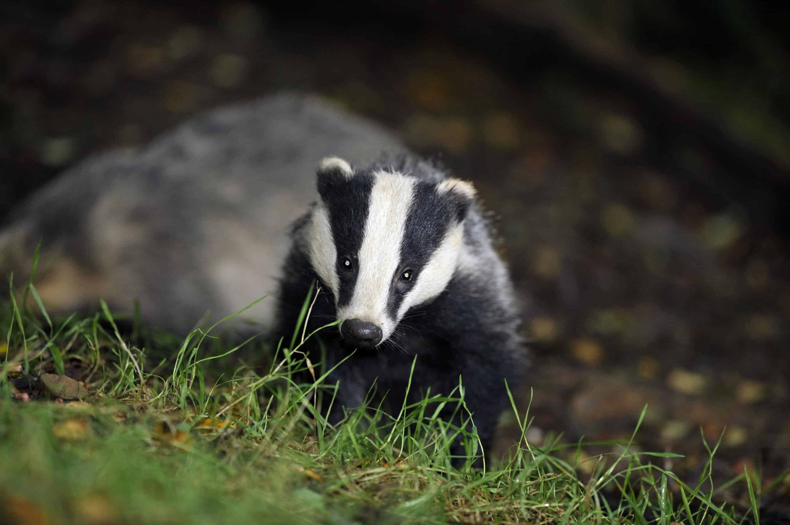 Badger cull expanded in effort to tackle TB in cattle