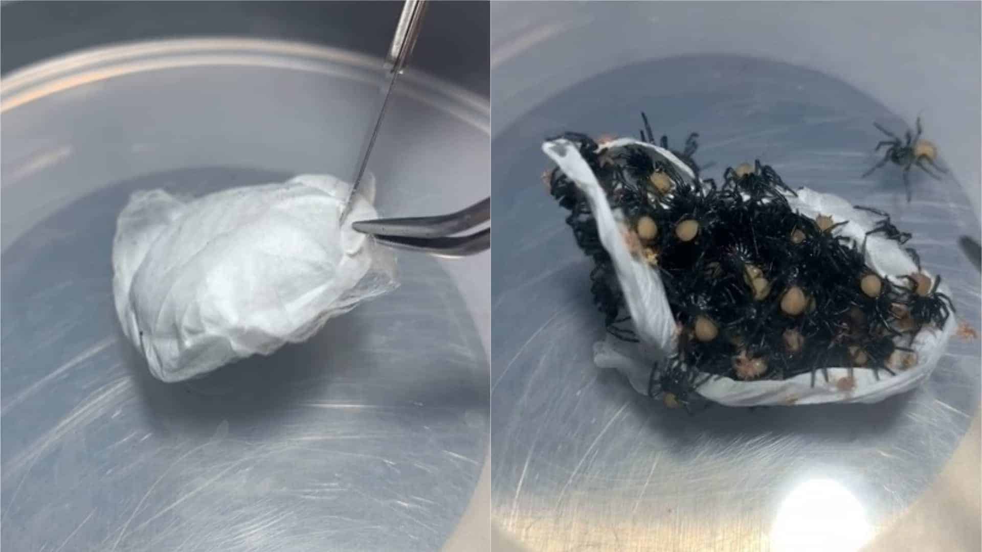 Birth of 100 funnel-web spiders in ‘not for the faint-hearted’ video