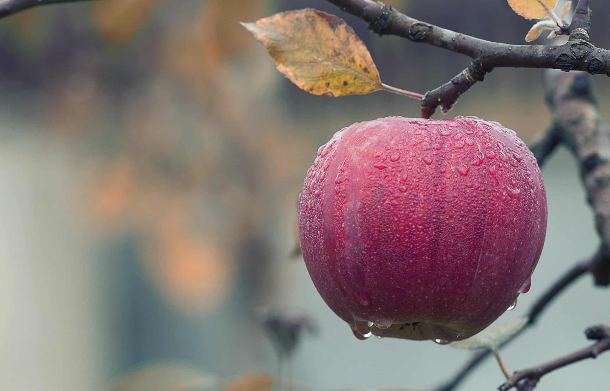 Millions of apples left to rot as European pickers abandon Britain