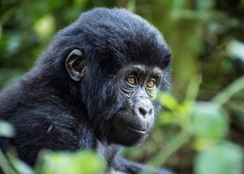 Infant mountain gorilla (Gorilla beringei beringei), Bwindi Impenetrable National Park, Uganda. Credit;PA