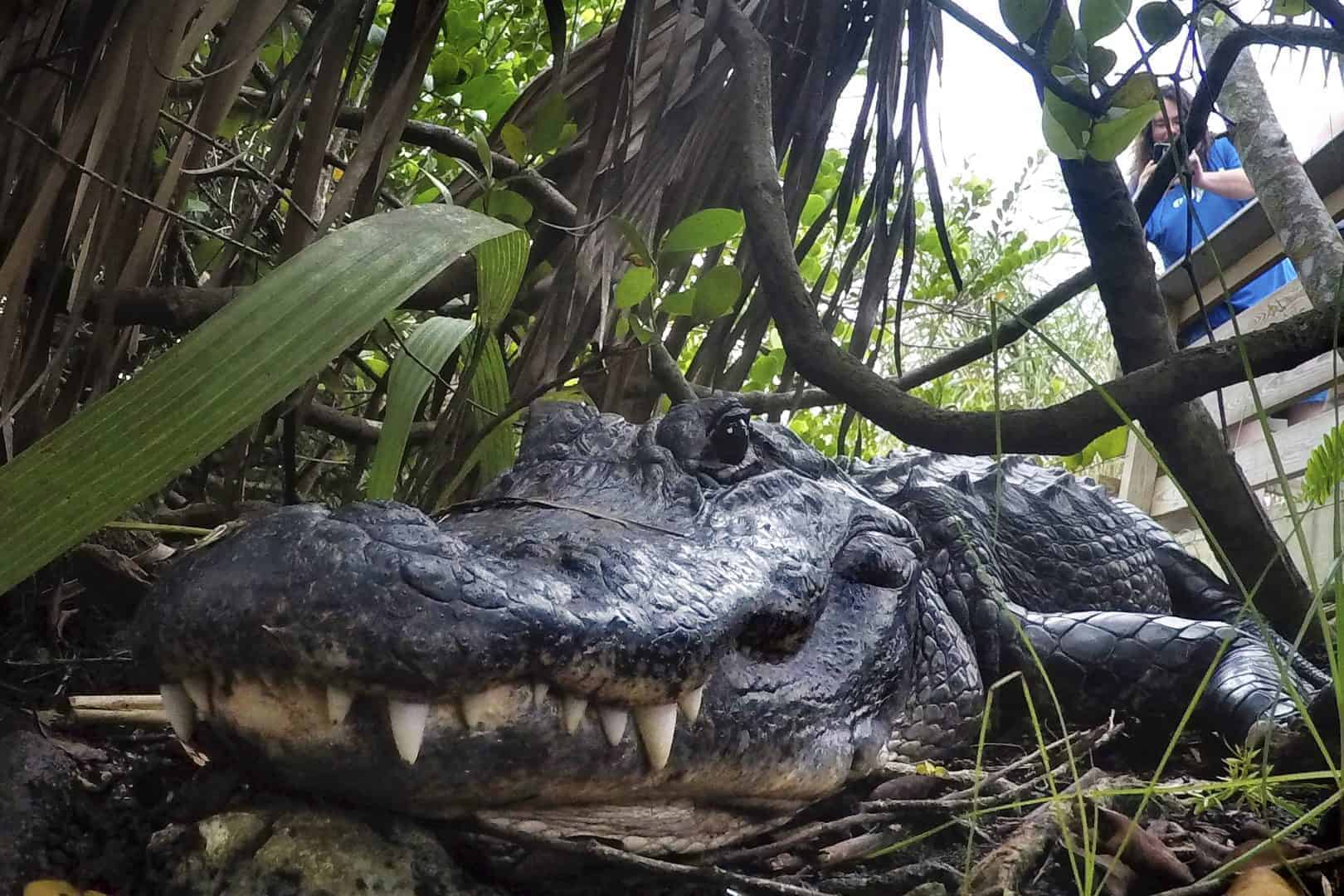 Sue you later alligator? – Louisiana sues California over alligator ban