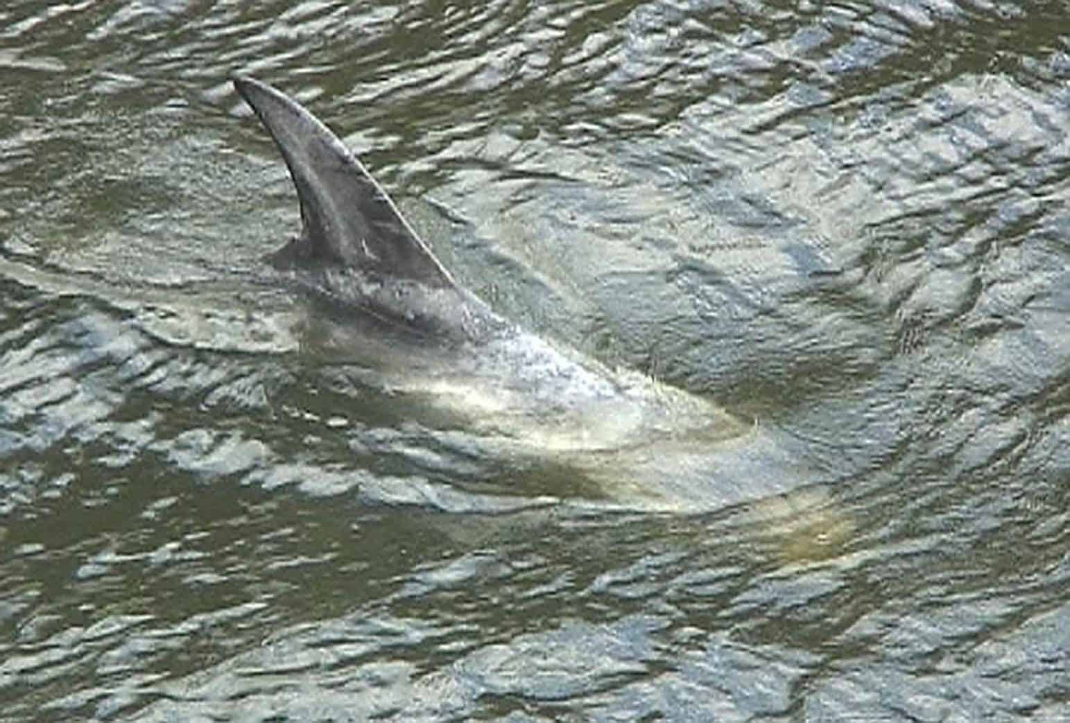 Firefighters rescue dolphins stuck in mud in Essex