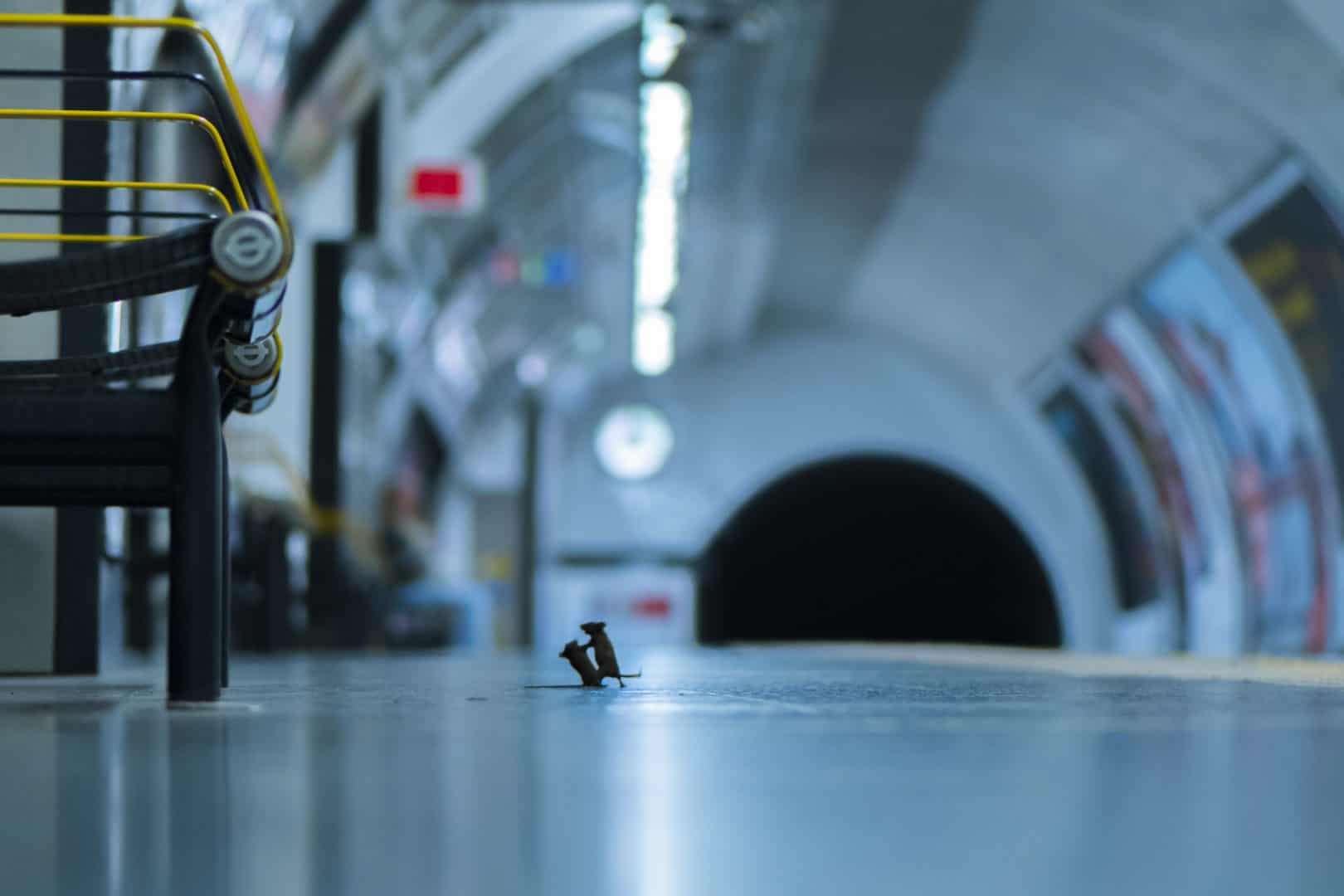 Mice ‘squabbling’ on Tube station platform win wildlife photography award