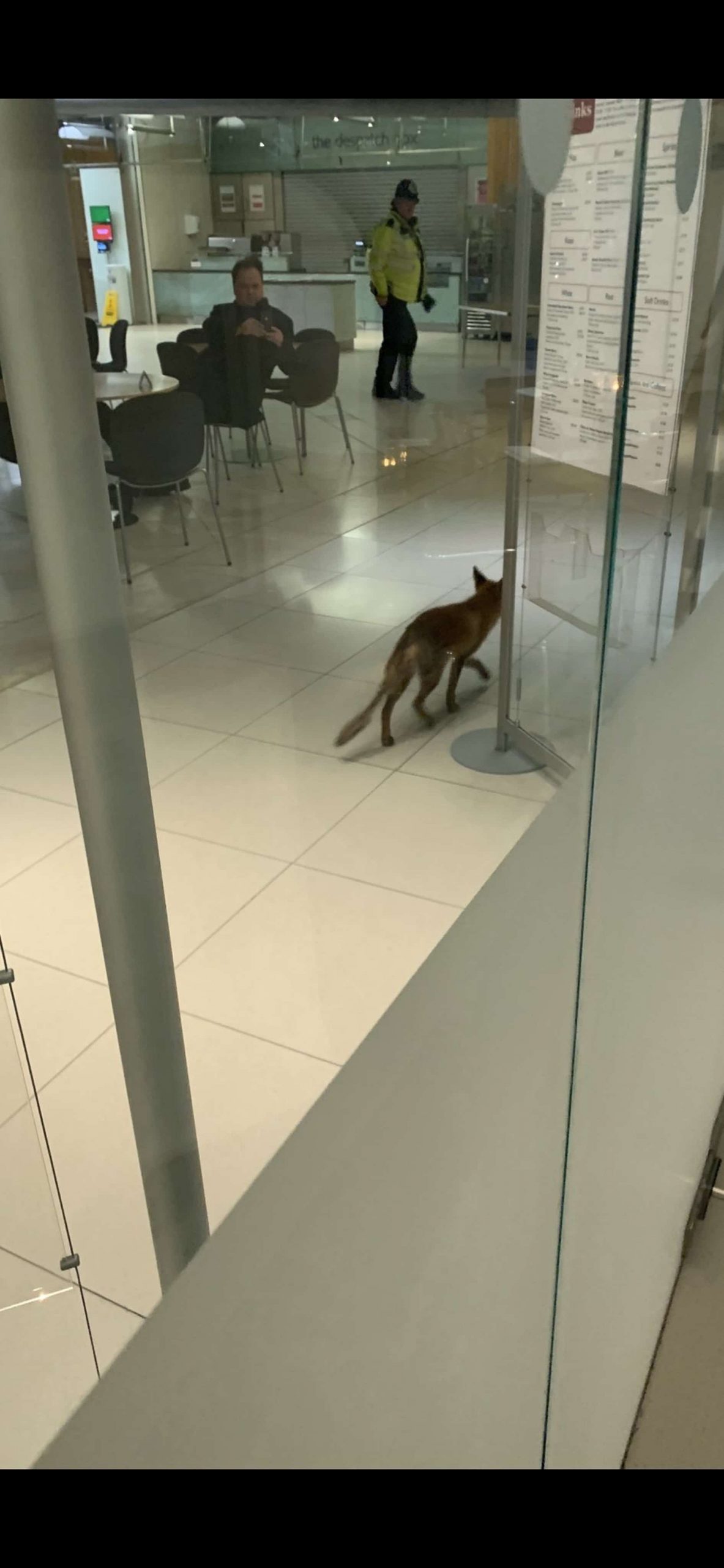 Fox causes chaos after straying into Parliament