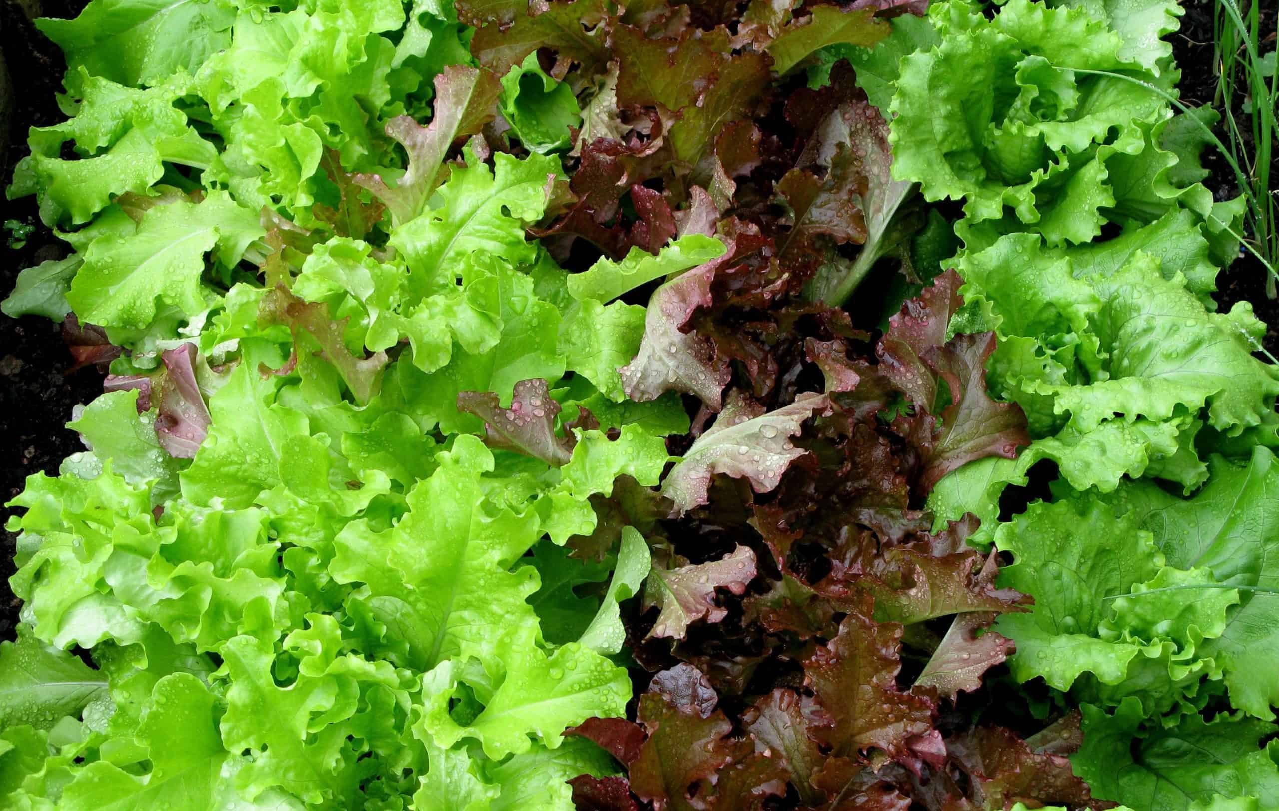 Lettuce grown in space is safe and nutritious, say astronauts