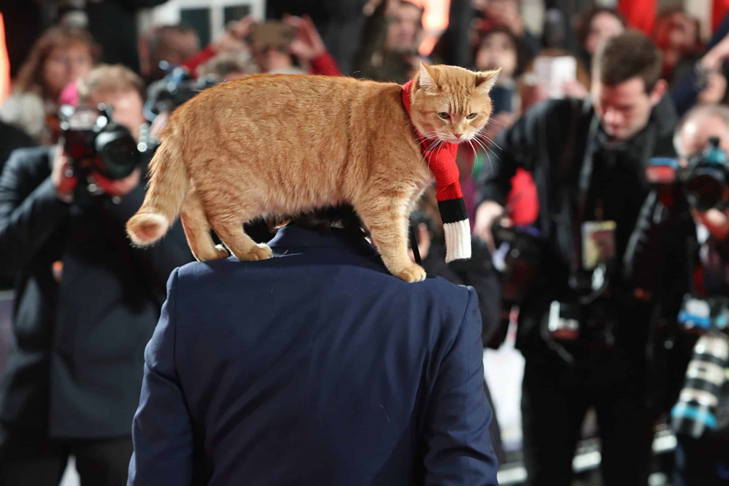 Tributes pour in after ‘Street Cat Named Bob’ dies aged 14