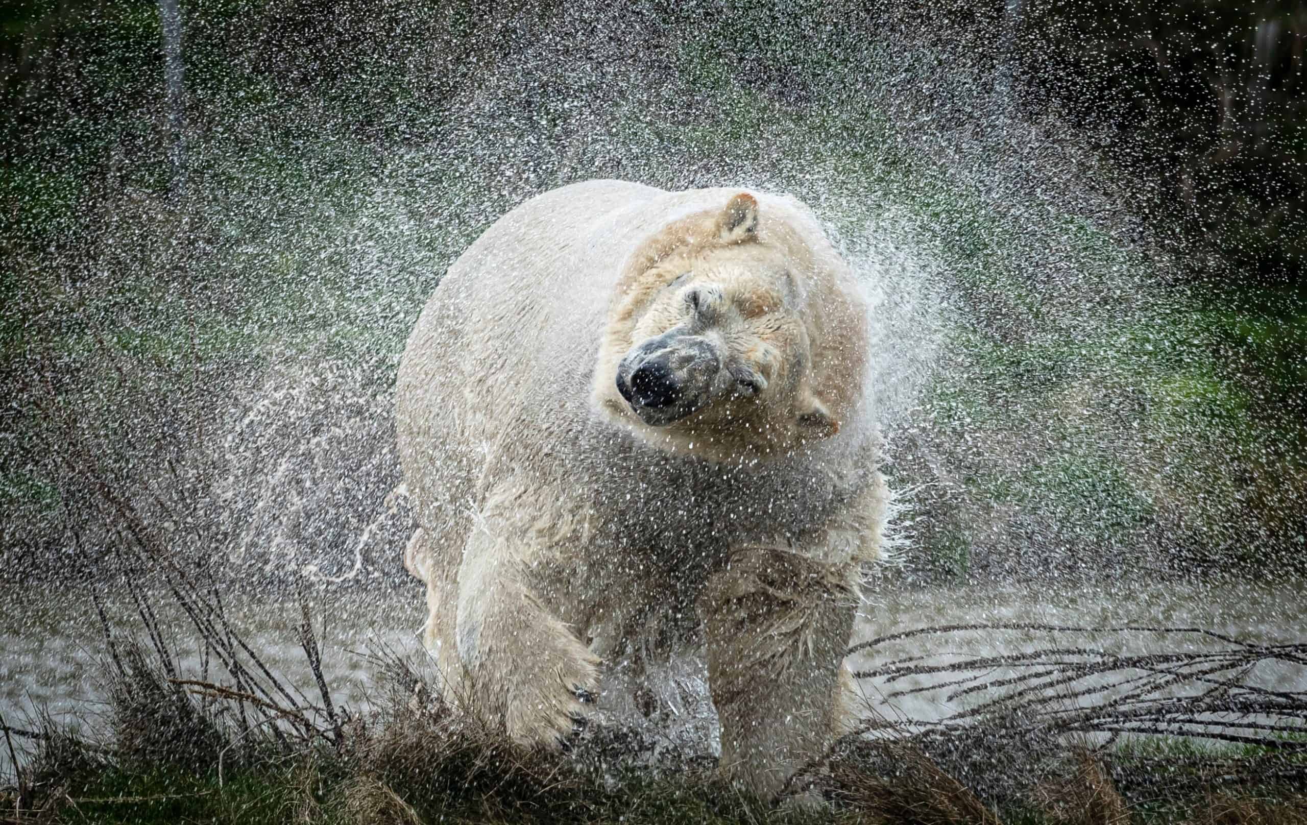 Polar bear shot dead by onlookers after killing man in Norway