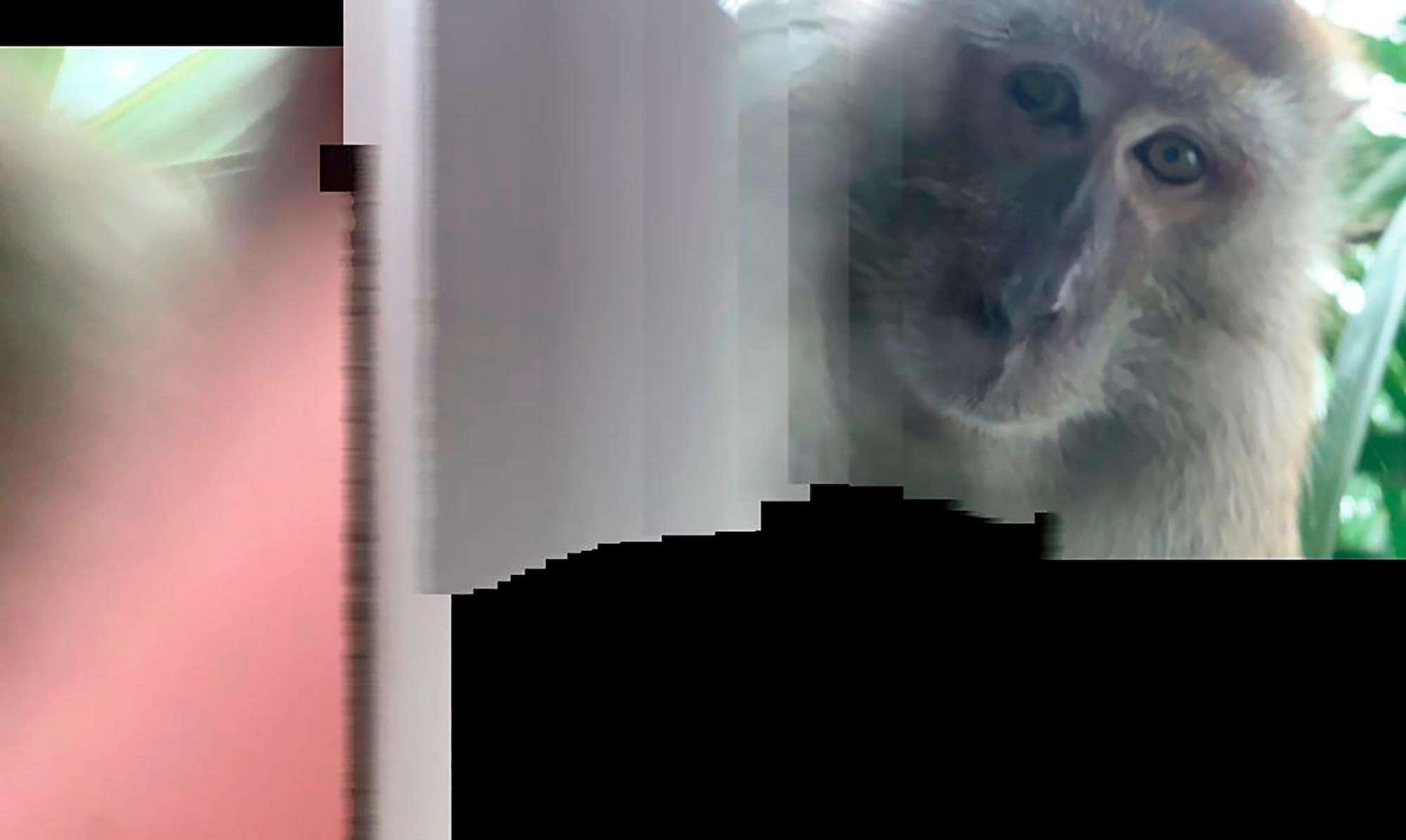 Watch – This is nuts! Monkey takes phone and then selfies