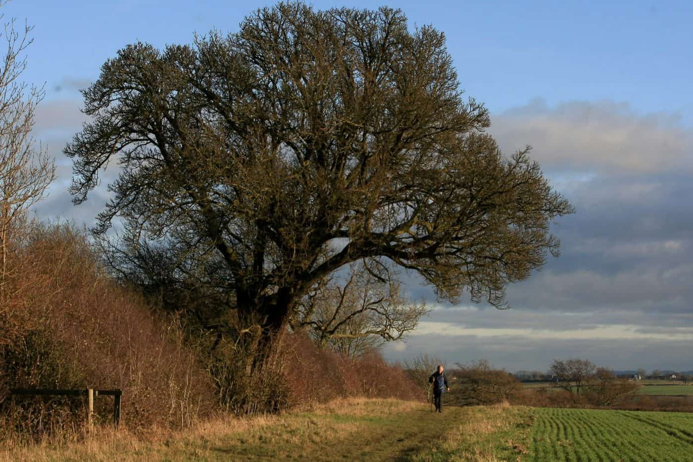 One of UK’s oldest wild pear trees chopped down to make way for HS2