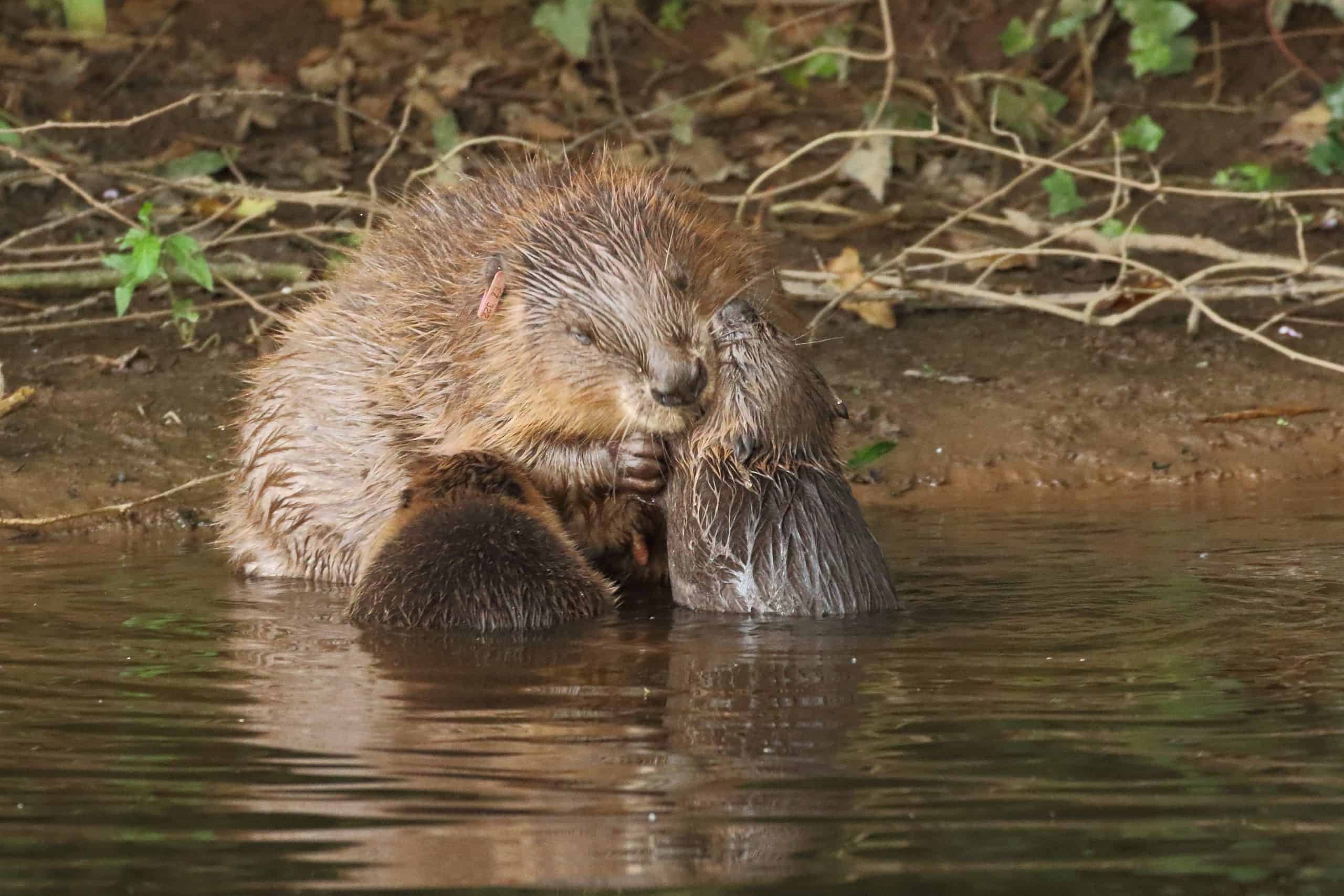 Restored landscapes could teem with wildlife and would be important ‘for the health of society’