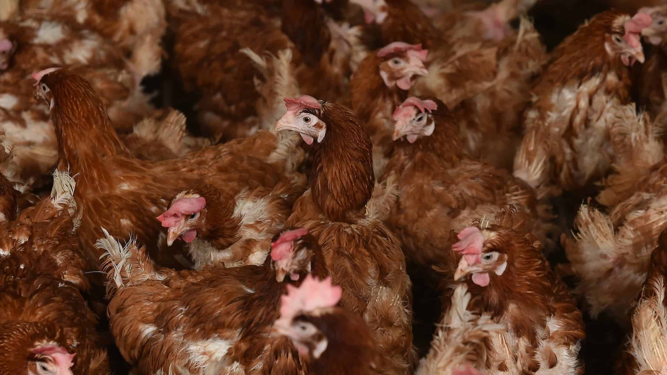 Last thing we need? Bird flu outbreak at farm in England