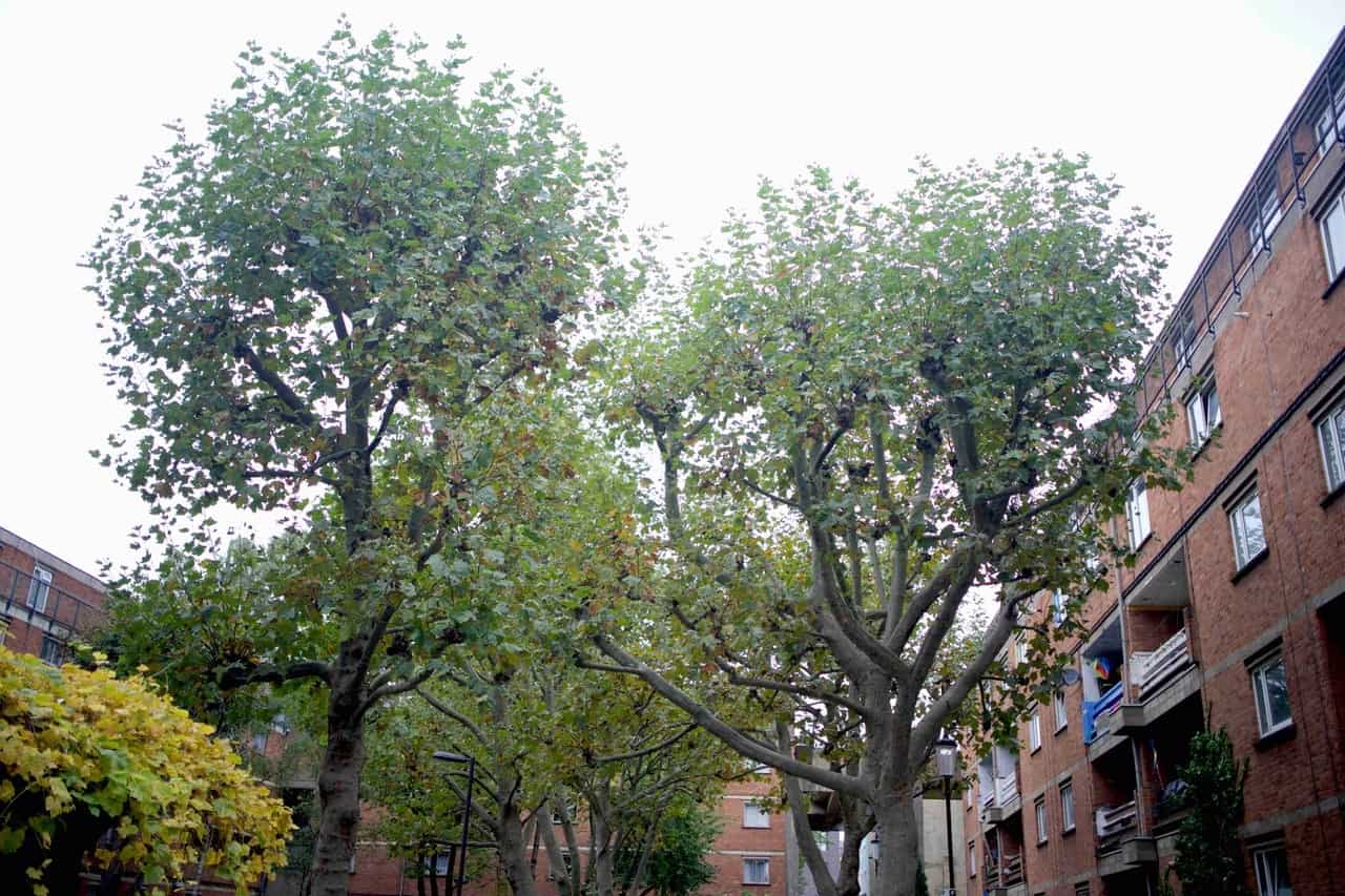 ‘Absolutely disgusting’ Residents criticise developer over plans to remove 42 trees for new flats