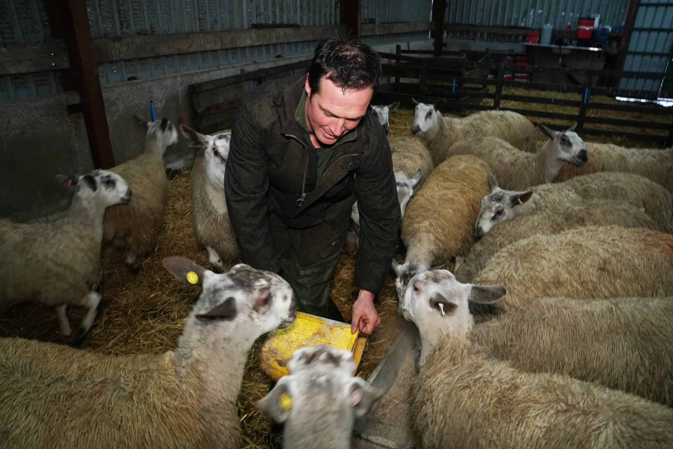 Watch – Meet the sheep farmer facing ‘man-made’ EU tariff disaster in case of no-deal Brexit