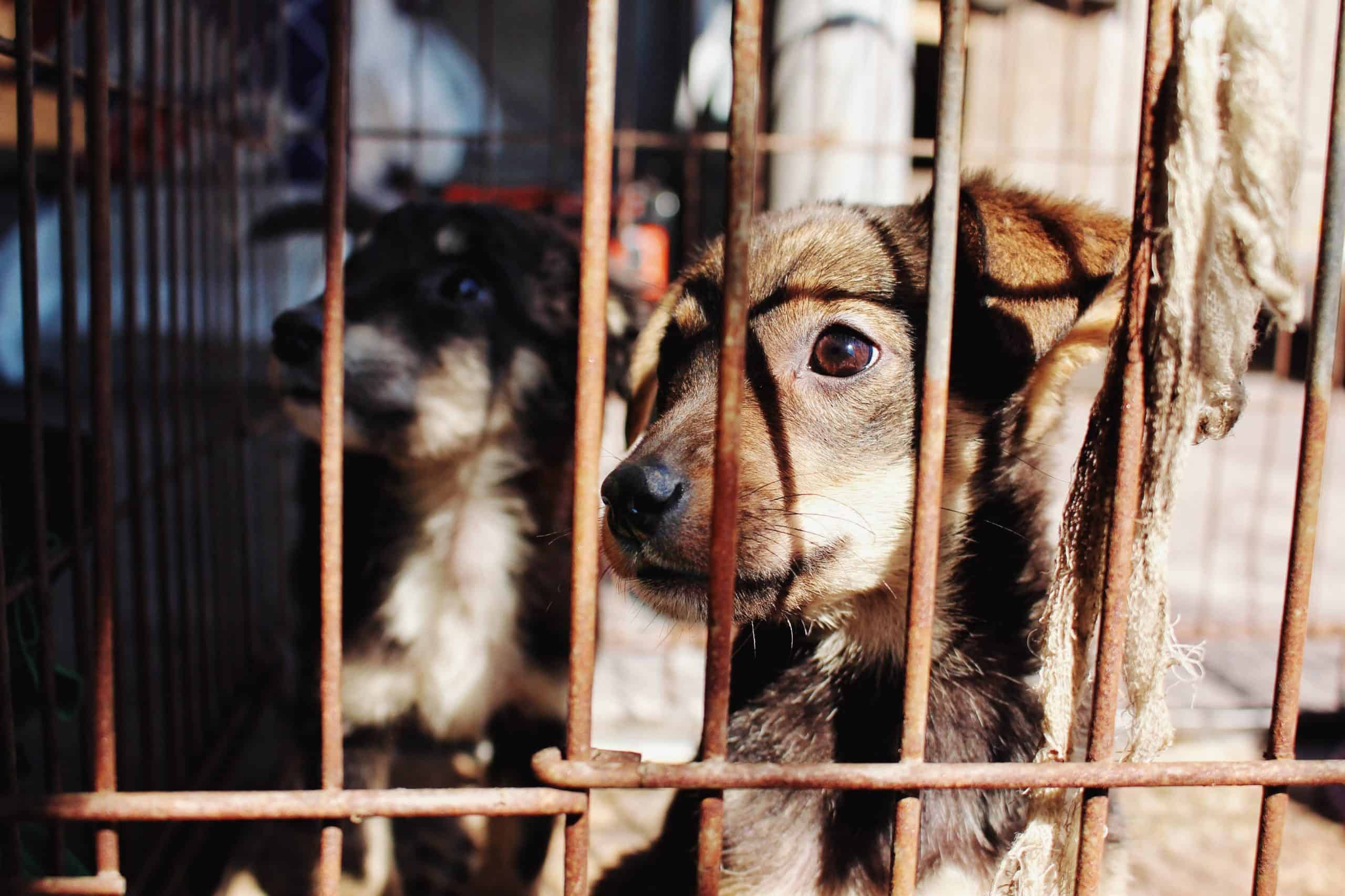 Homeless man saves cats and dogs from burning building