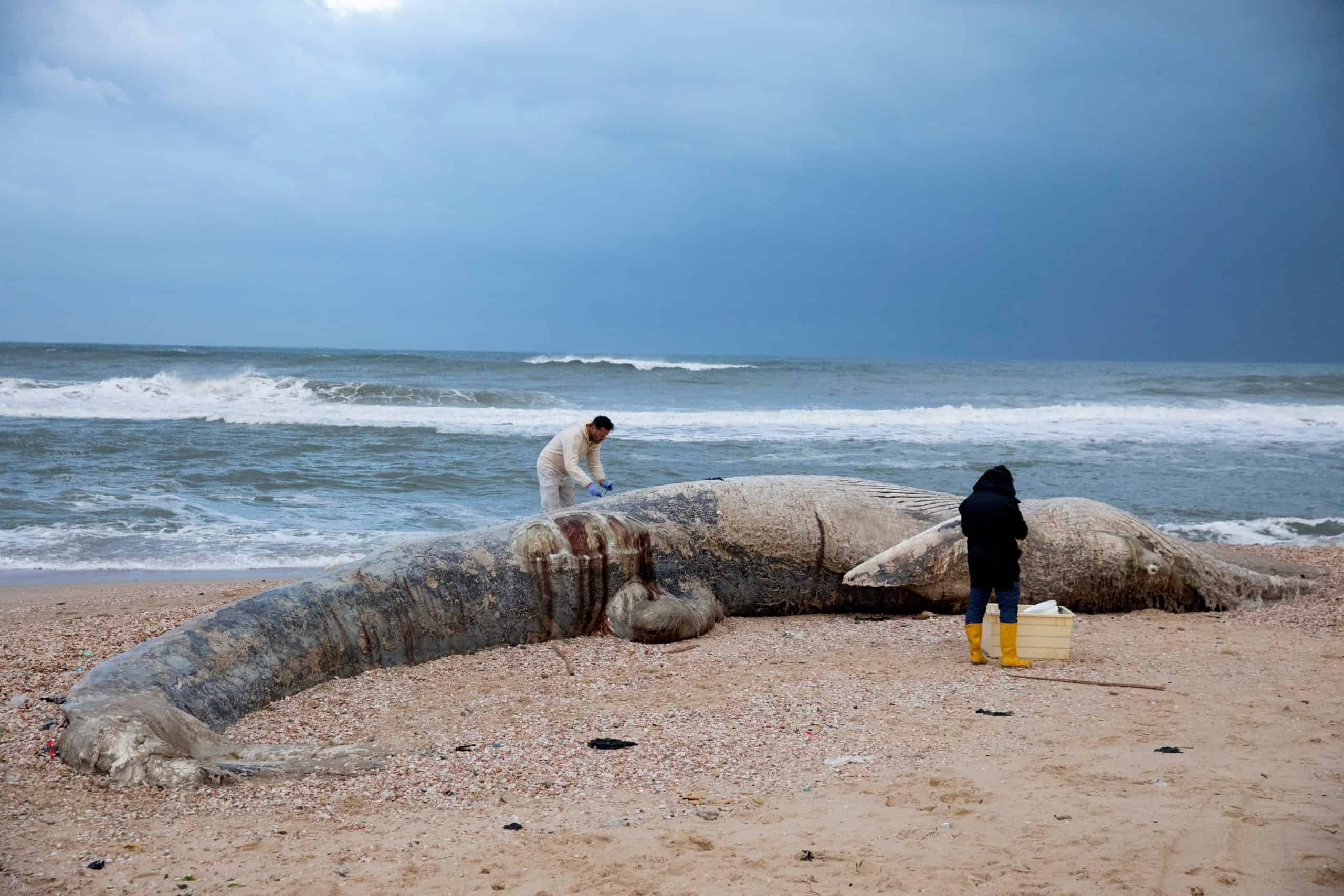 Israel oil spill one of the country’s ‘worst ecological disasters’