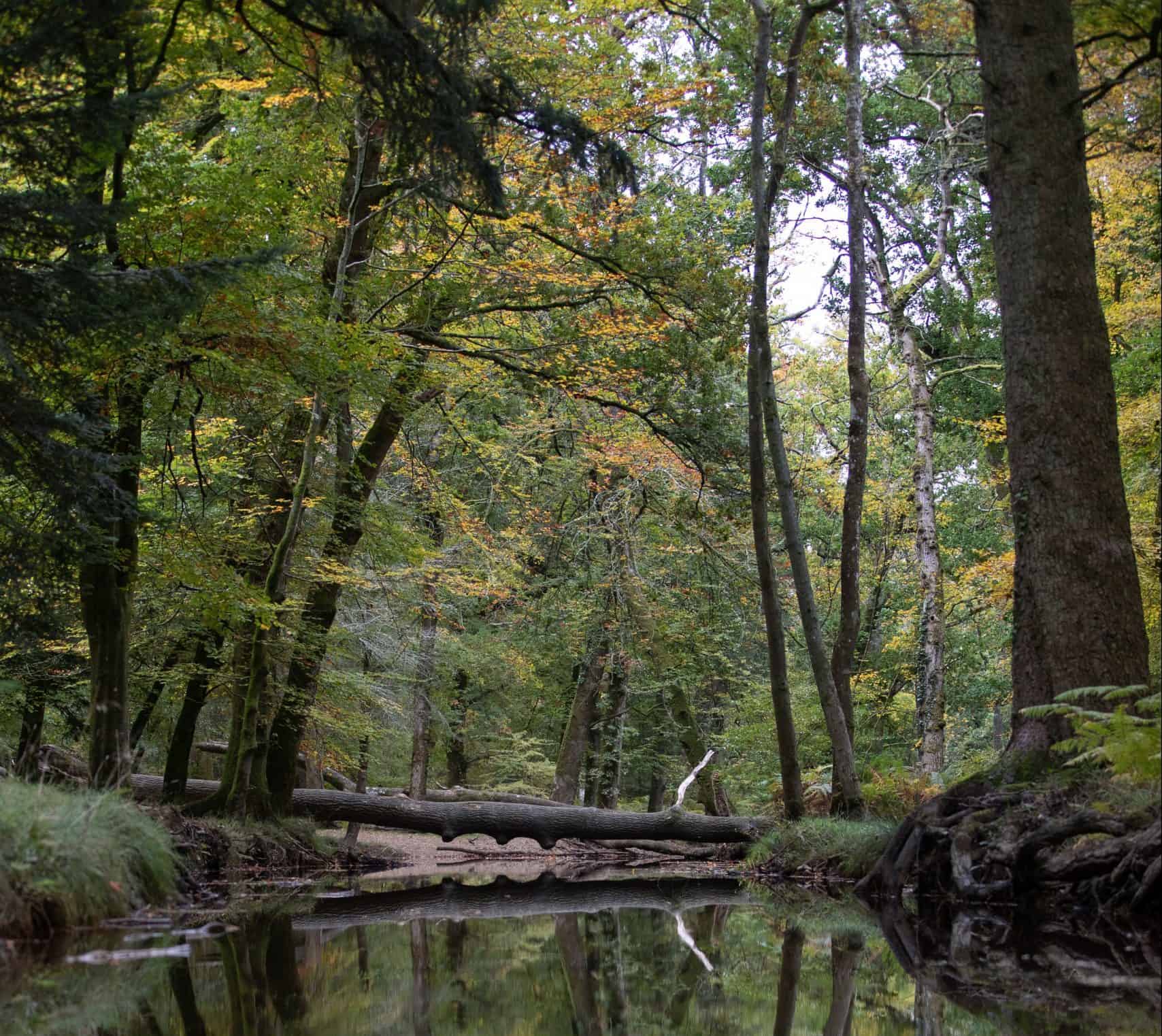 Brexit forces buyers in Northern Ireland to scrap orders for 100,000 trees