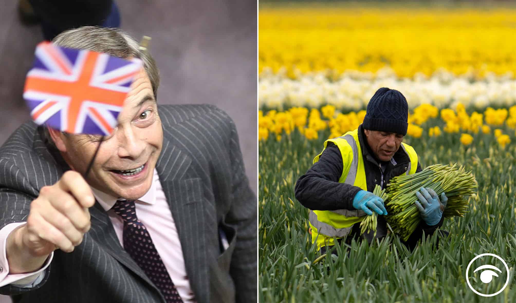 ‘Shortage of flower pickers because of Brexit’ as fewer daffodil flowers to be harvested