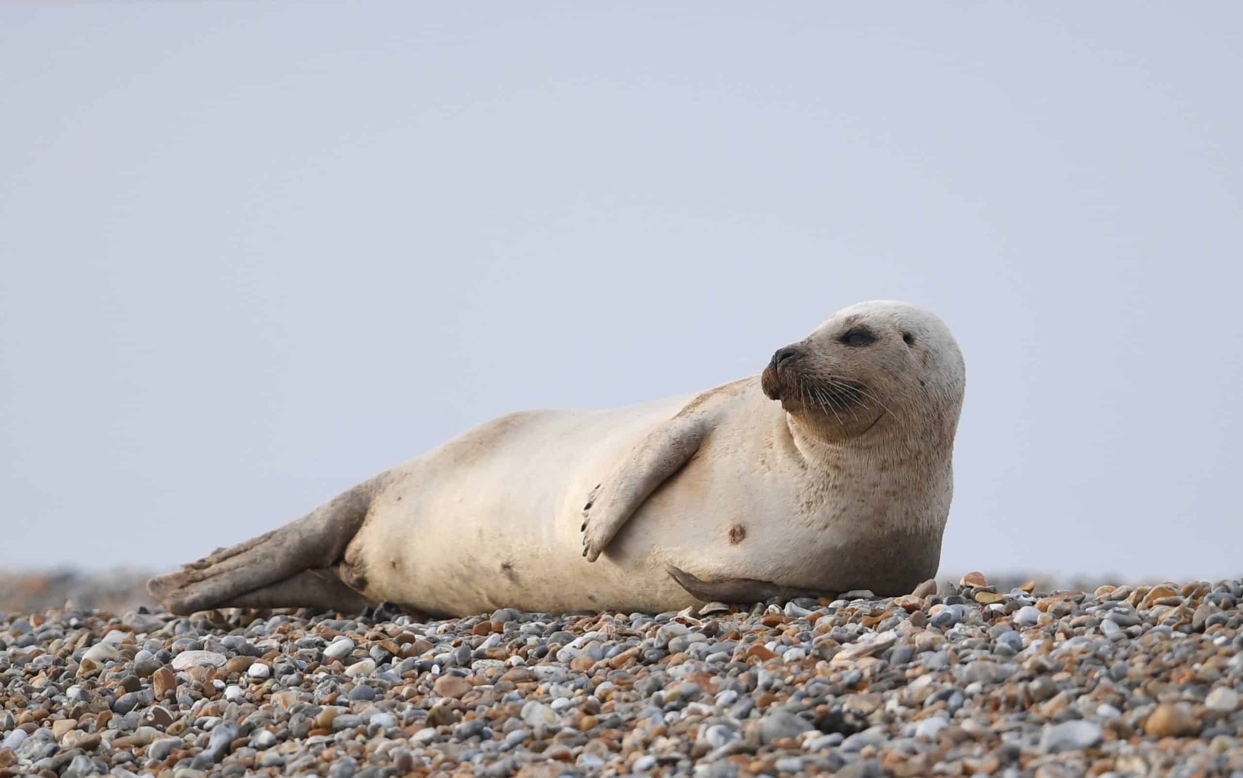 ‘Keep dogs on leads and under control’ as seal put down after dog attack beside Thames