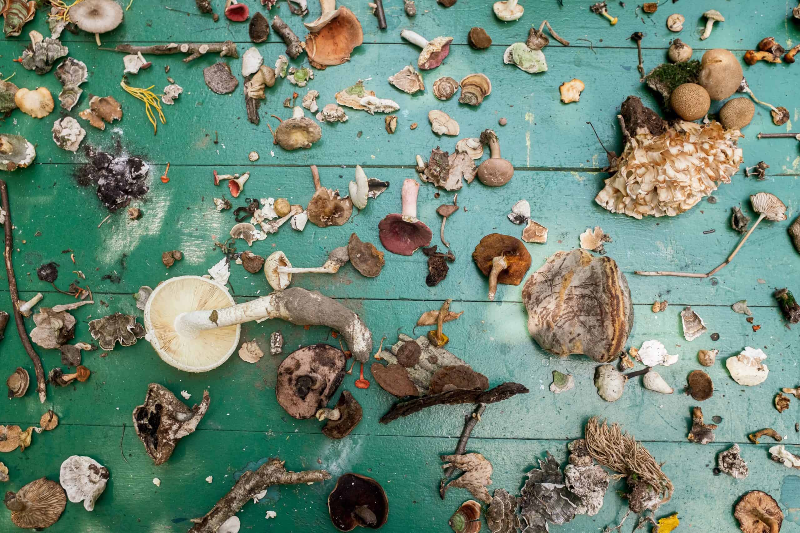 In search of Mycotopia Some of the mushrooms discovered by attendants of MycoFest in the summer of 2019 , near Harrisburg, PA. | Photo by Doug Bierend