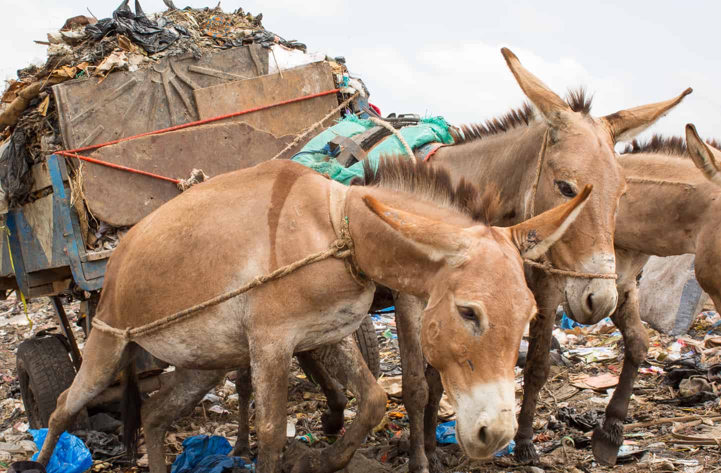 Shocking video brings to life horrific working conditions of donkeys in rubbish dumps