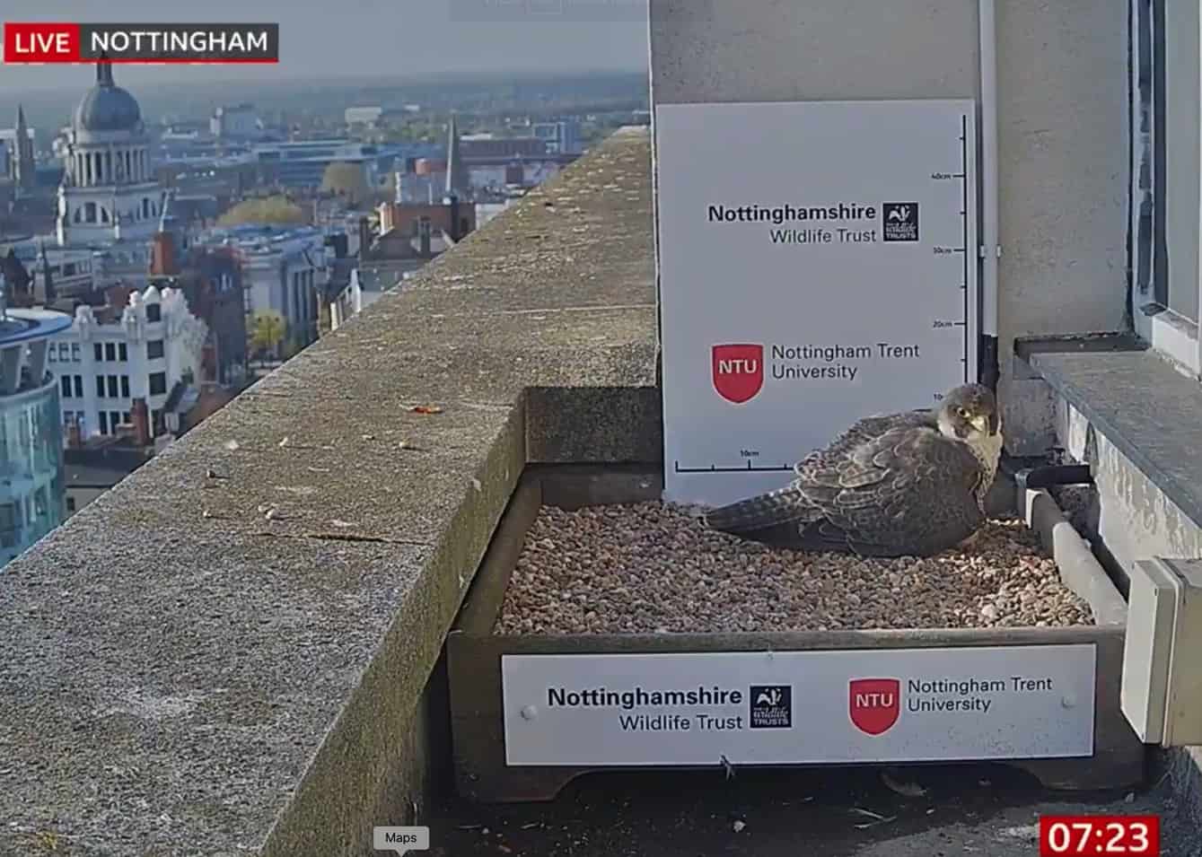 BBC run ‘falcon’s nest’ story but ignore viral video calling out Government lies