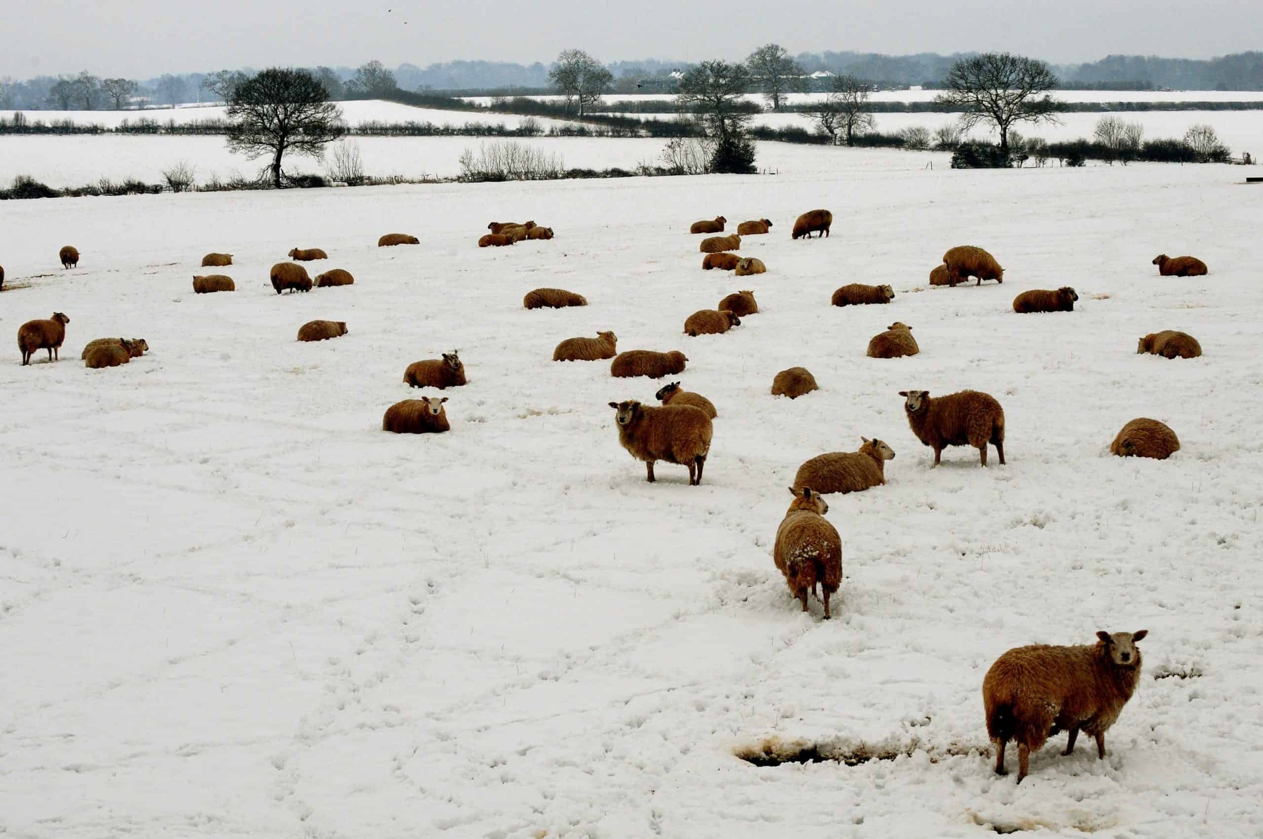 Move to enshrine animal feelings in law ‘virtue signalling PR’, says Tory Lord