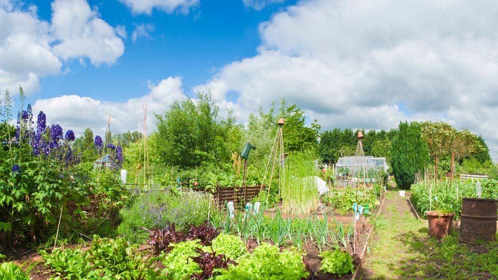 Estate agents call for allotments to make way for new homes