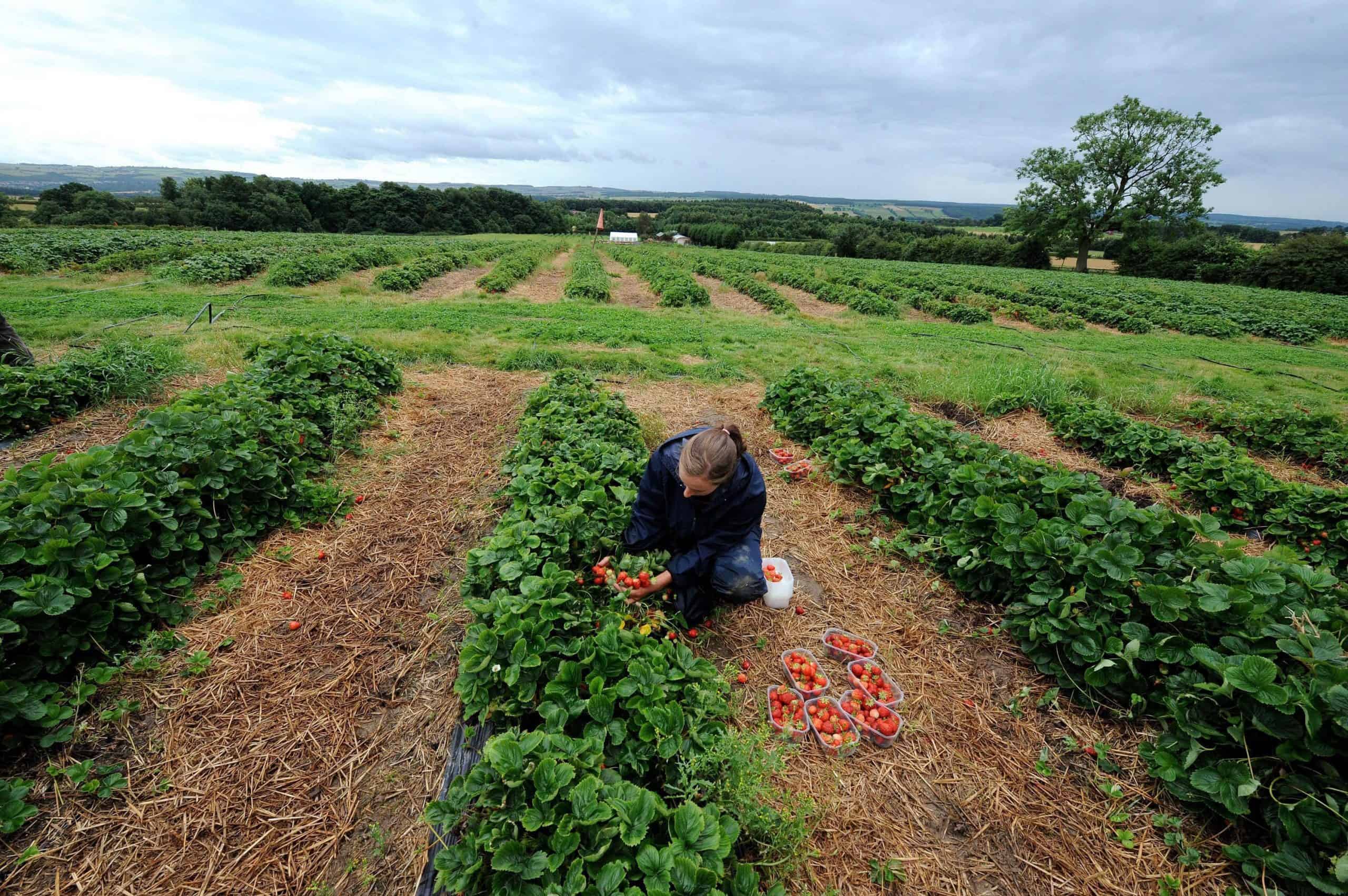 Fancy picking vegetables? It could earn you £62,000 a year