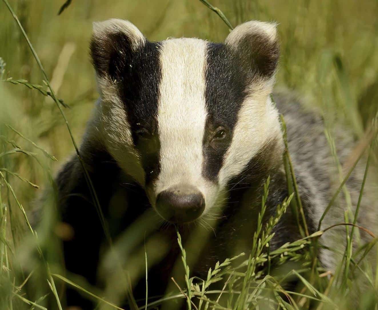 ‘Badger blame game:’ Culling zones to be extended in England