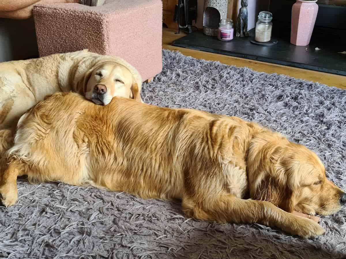 Sleeping antics of Britain’s beloved dogs is revelead