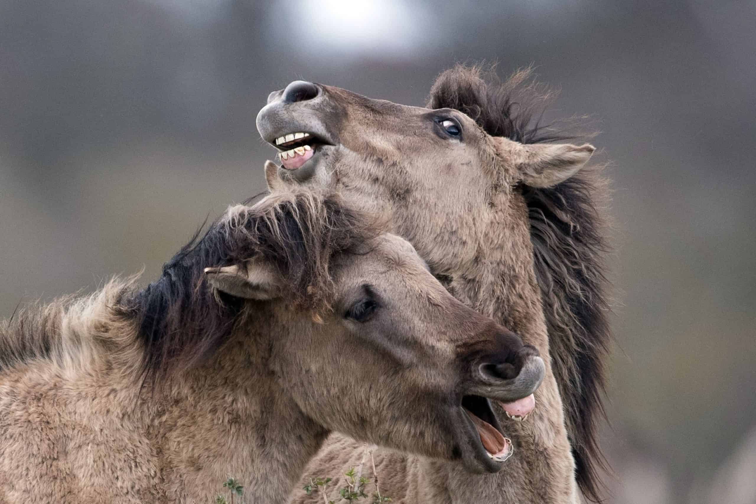 Covid truthers keep taking a horse dewormer. It’s not going well.