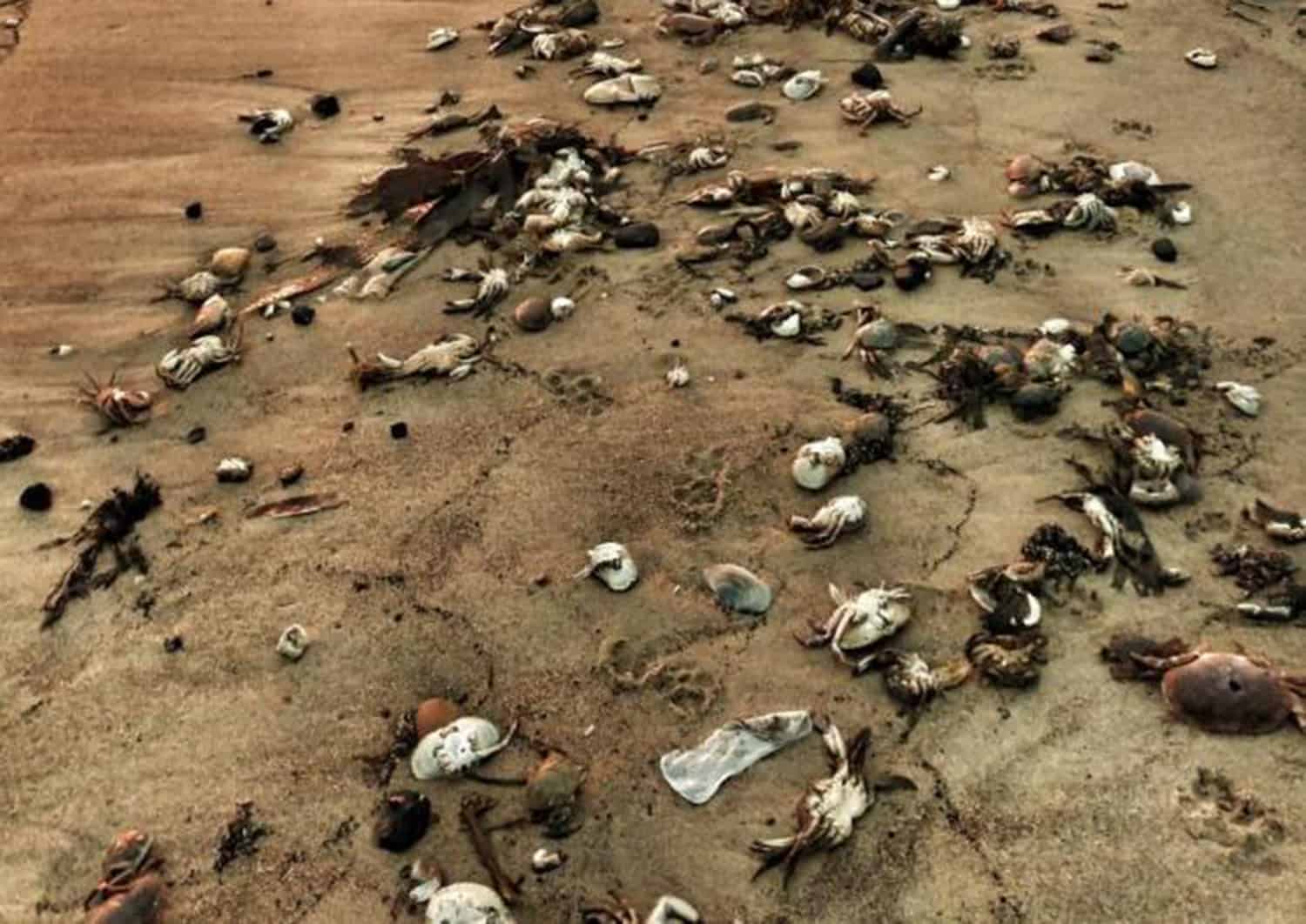 Hundreds of sea creatures wash up on beaches around north east England