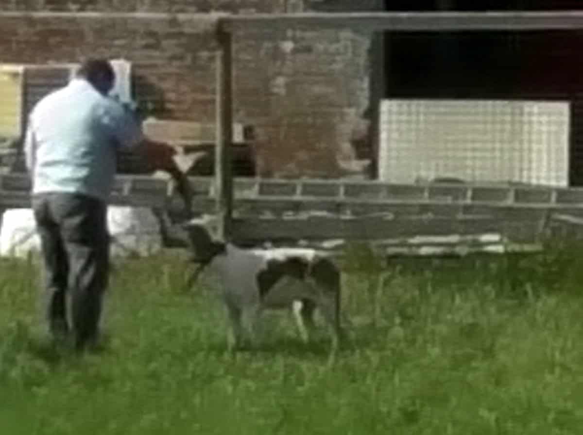 Horrifying footage reveals staff from Charles’ favourite hunt shooting foxhounds