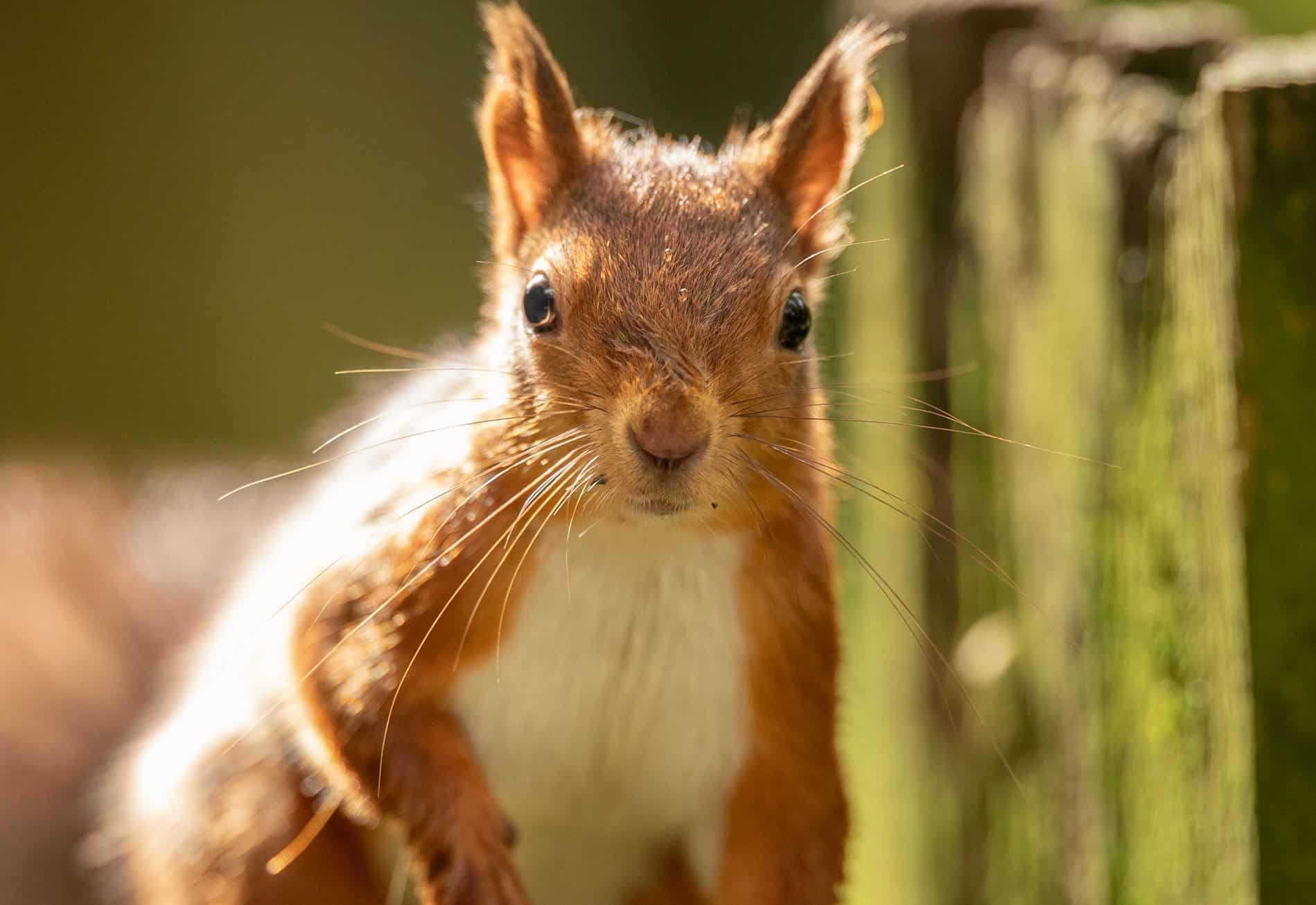 UK is one of world’s most nature-depleted countries