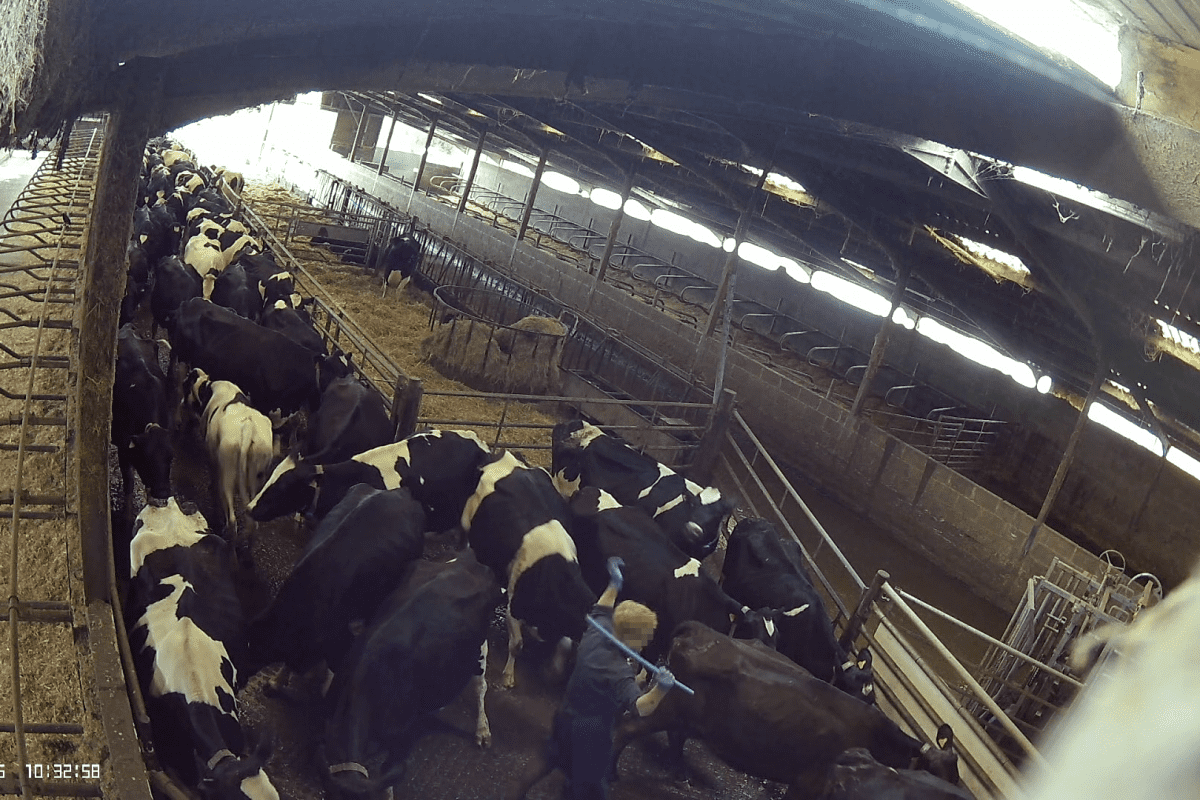 Footage shows cows being kicked and struck with a pipe at Bath dairy farm