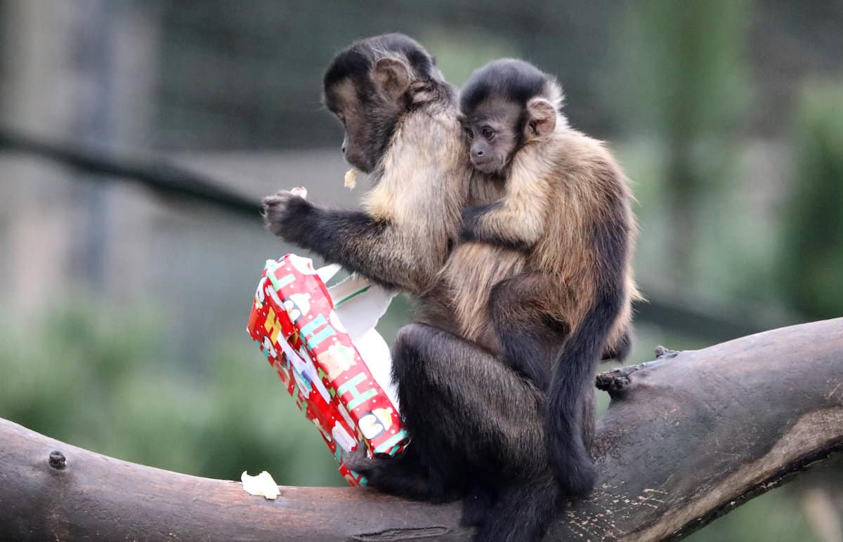 Adorable pics show group of capuchin monkeys opening their Xmas presents